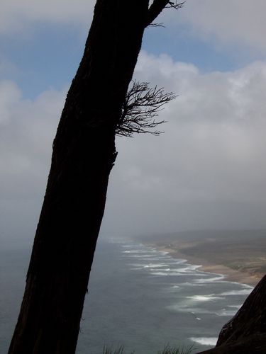 Point Rayes National Seashore (palo-alto_100_8313.jpg) wird geladen. Eindrucksvolle Fotos von der Westküste Amerikas erwarten Sie.